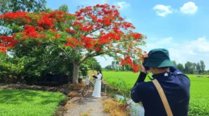 Vẻ đẹp của cây phượng